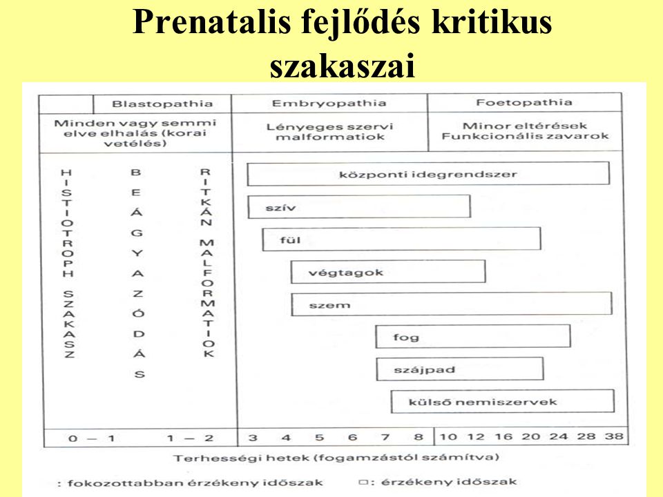 Prenatalis fejlődés kritikus szakaszai