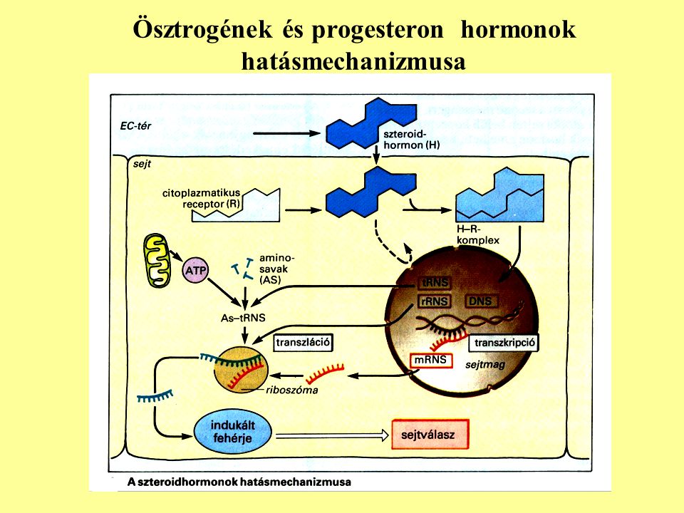 Ösztrogének és progesteron hormonok hatásmechanizmusa