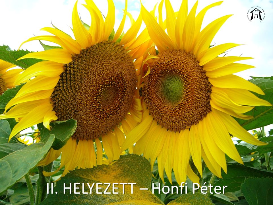 II. HELYEZETT – Honfi Péter