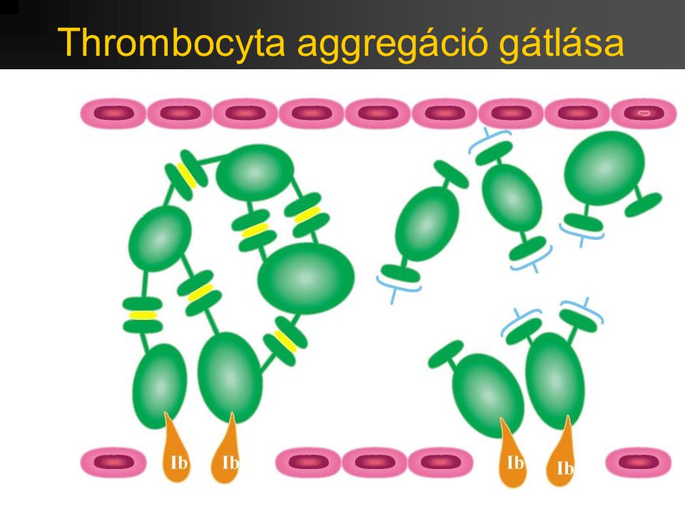 Thrombocyta aggregáció gátlása