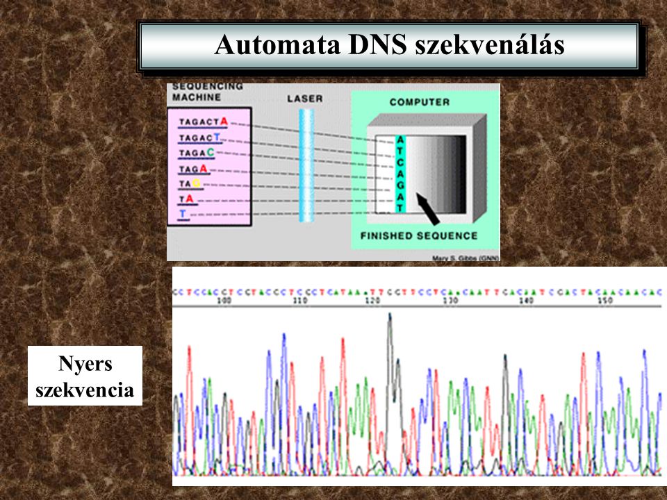 Automata DNS szekvenálás