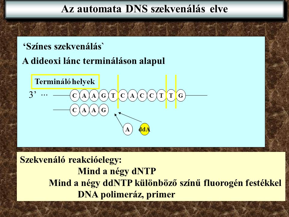 Az automata DNS szekvenálás elve