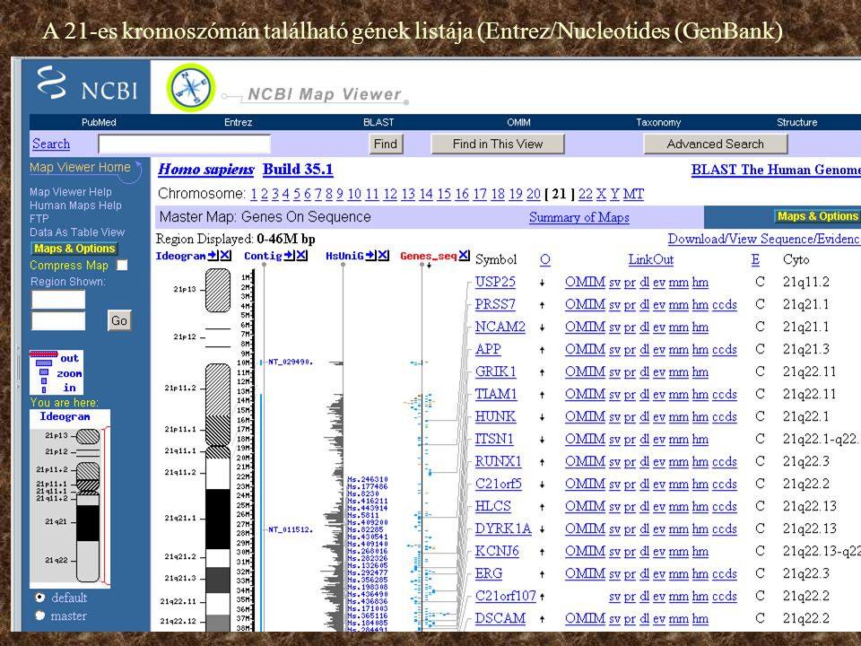 A 21-es kromoszómán található gének listája (Entrez/Nucleotides (GenBank)