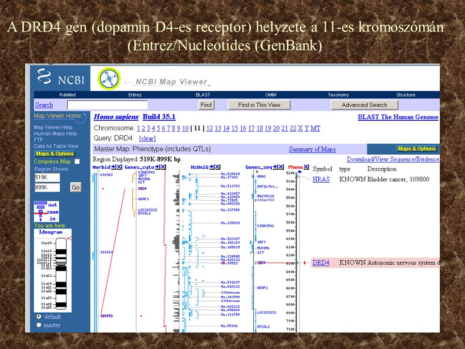 A DRD4 gén (dopamin D4-es receptor) helyzete a 11-es kromoszómán