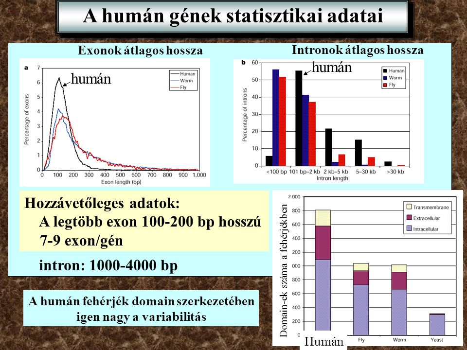 A humán gének statisztikai adatai