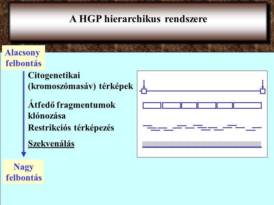 A HGP hierarchikus rendszere