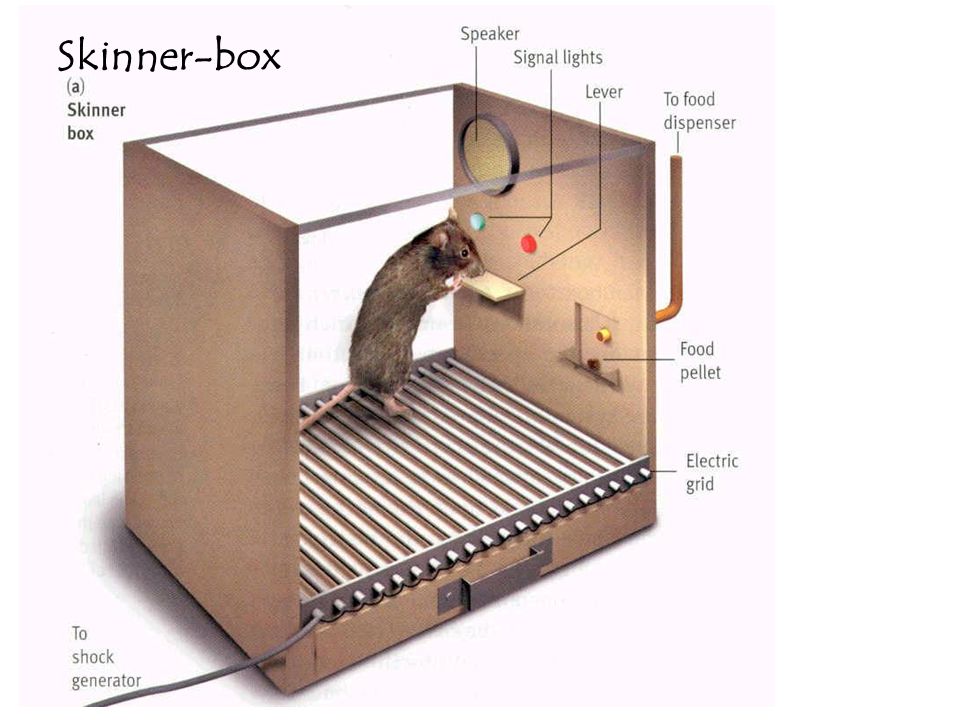 Skinner-box