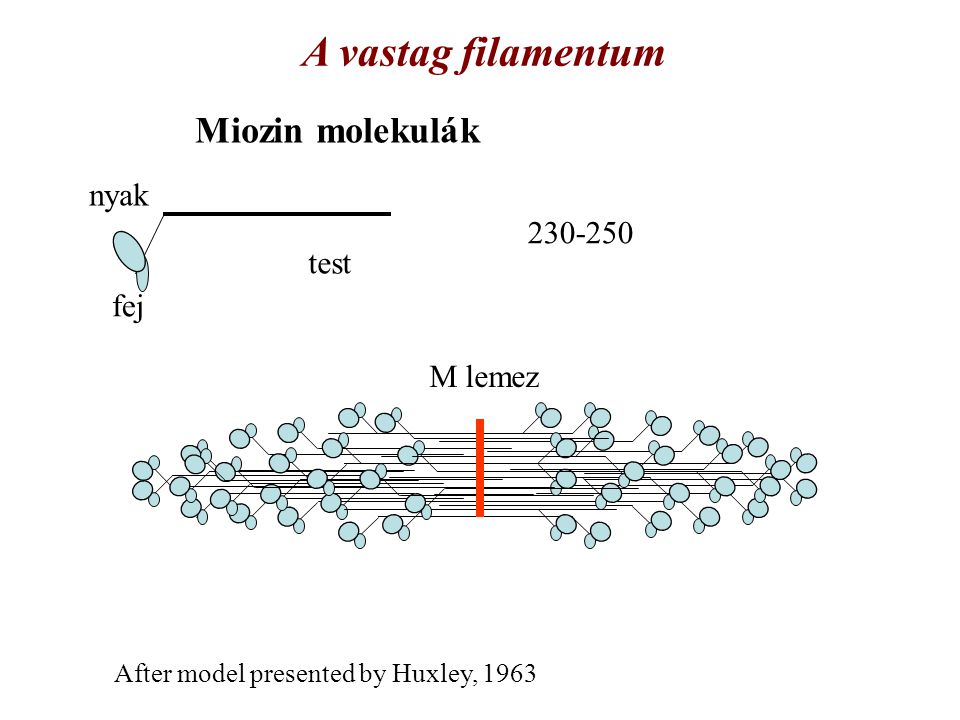 A vastag filamentum Miozin molekulák nyak test fej M lemez
