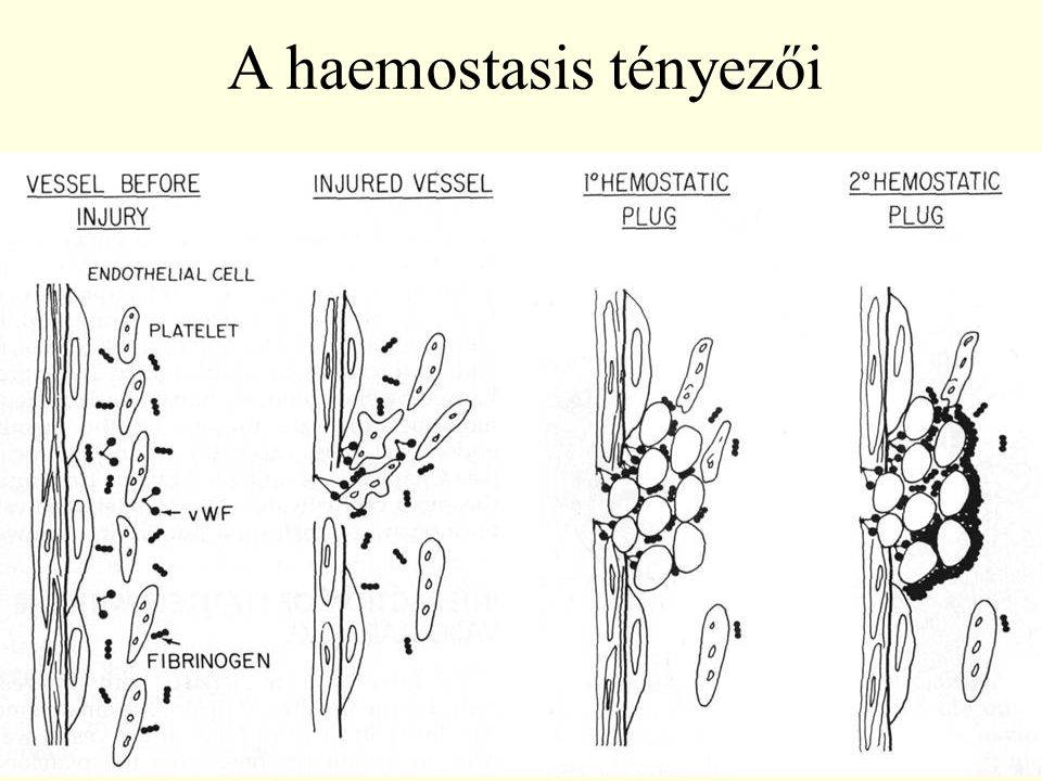 A haemostasis tényezői