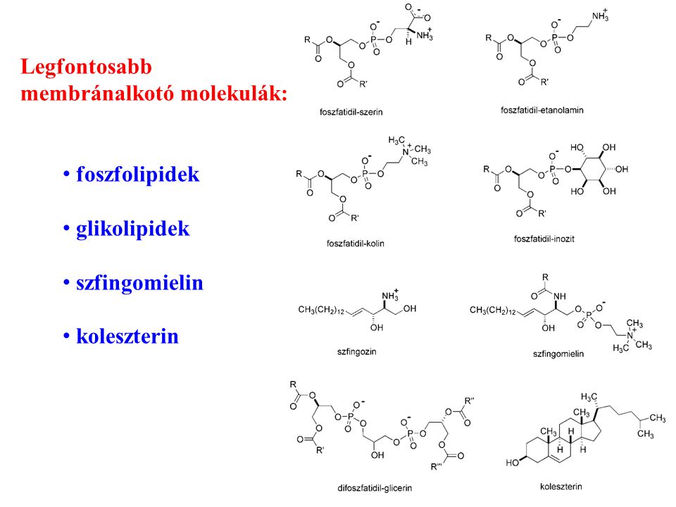 Legfontosabb membránalkotó molekulák: foszfolipidek glikolipidek szfingomielin koleszterin