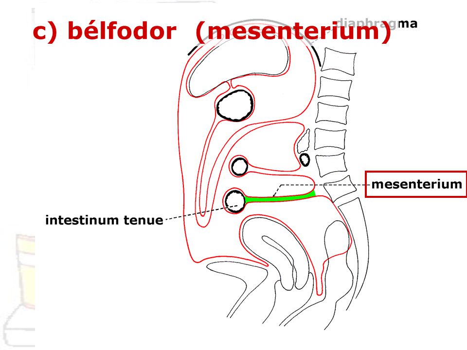 c) bélfodor (mesenterium)