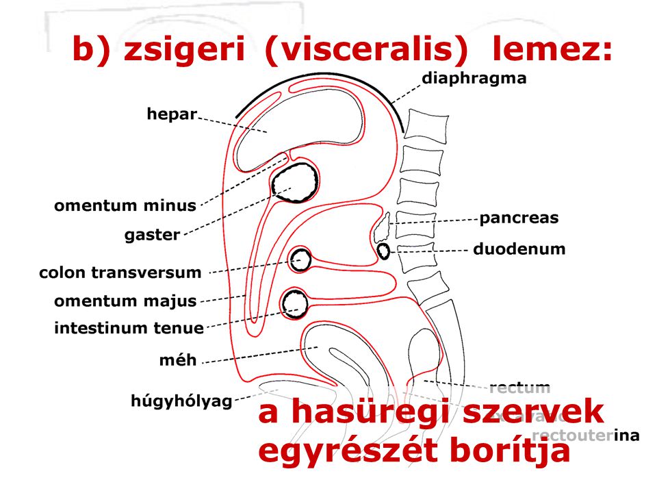 b) zsigeri lemez: (visceralis) a hasüregi szervek egyrészét borítja