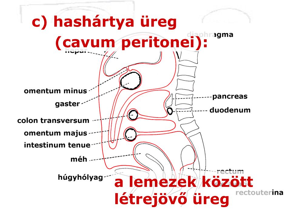 c) hashártya üreg (cavum peritonei): a lemezek között létrejövő üreg