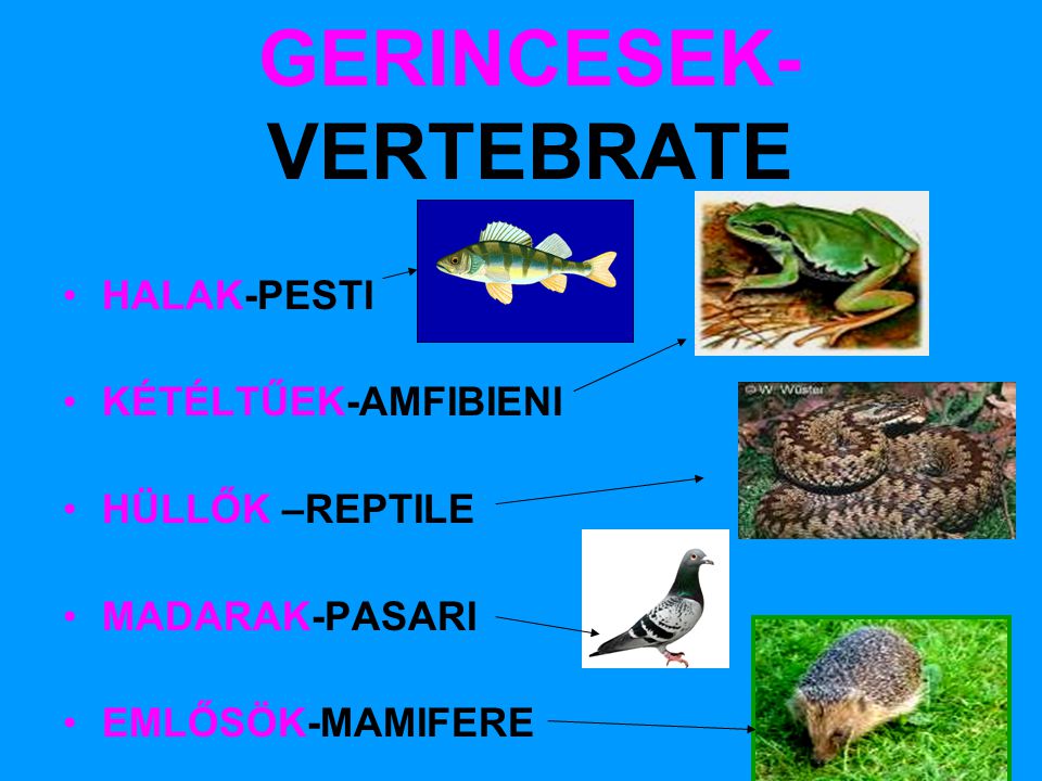 GERINCESEK-VERTEBRATE