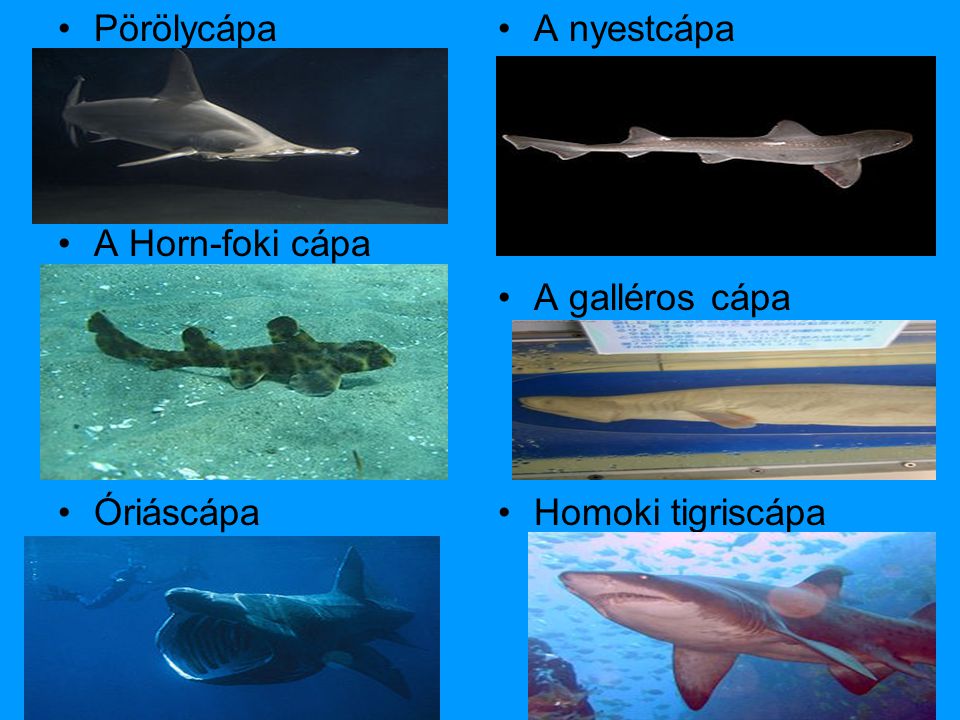 Pörölycápa A Horn-foki cápa Óriáscápa A nyestcápa A galléros cápa Homoki tigriscápa