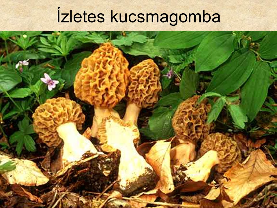 Ízletes kucsmagomba Botanika CD, Kossuth Kiadó