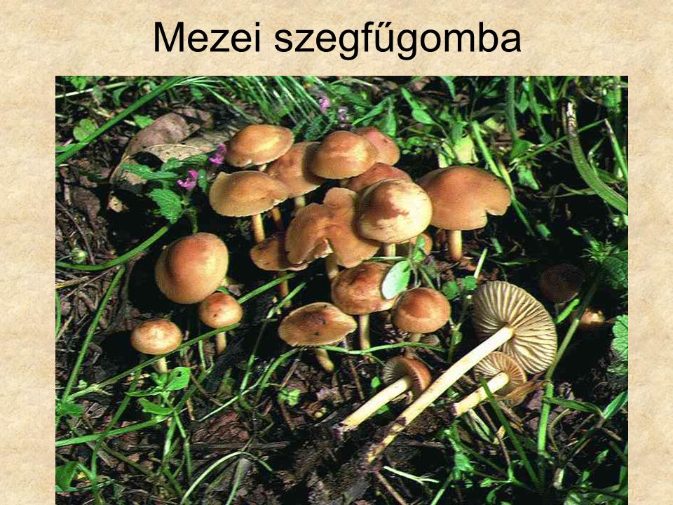 Mezei szegfűgomba Magyarország gombái CD, Kossuth Kiadó és ComCom Bt.