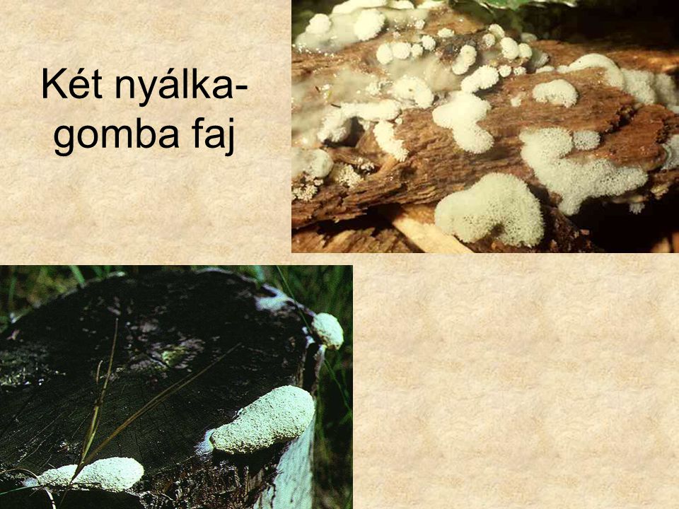 Két nyálka-gomba faj Bal oldalon: (Cservirág nyálkagomba) Magyarország gombái CD, Kossuth Kiadó és ComCom Bt.