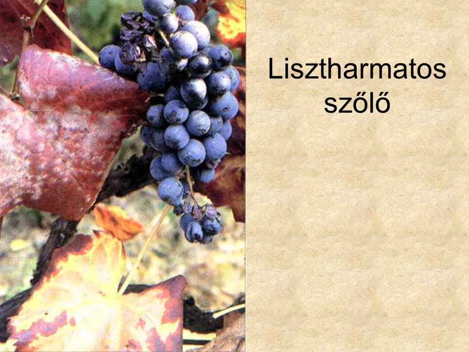 Lisztharmatos szőlő Simon-Seregélyes: Növényismeret, Nemzeti Tankönyvkiadó, 1998.