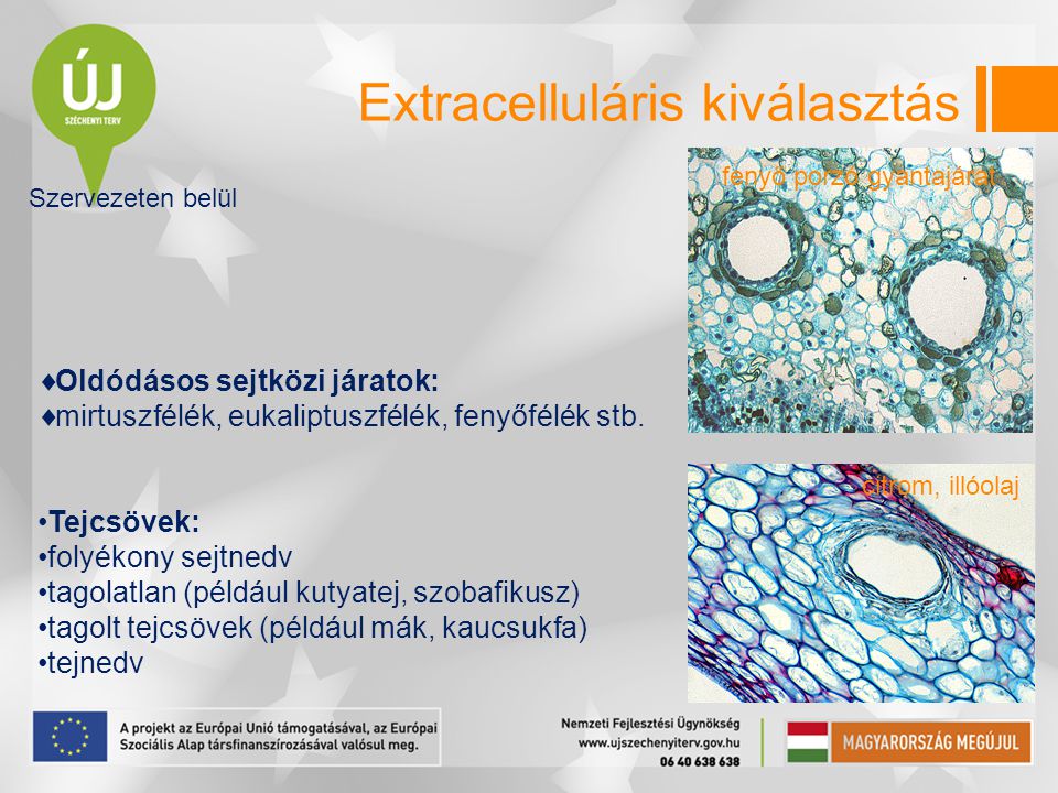Extracelluláris kiválasztás