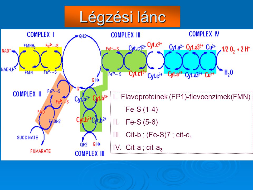 Légzési lánc I. Flavoproteinek (FP1)-flevoenzimek(FMN) Fe-S (1-4)