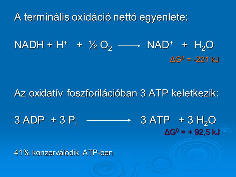 A terminális oxidáció nettó egyenlete: NADH + H+ + ½ O2 NAD+ + H2O