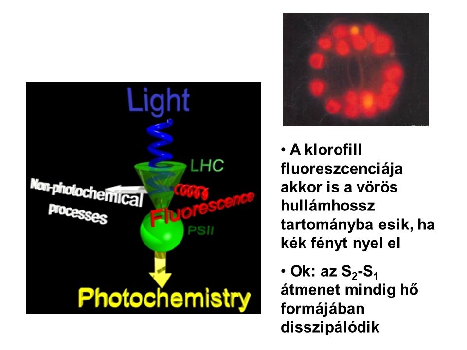 A klorofill fluoreszcenciája akkor is a vörös hullámhossz tartományba esik, ha kék fényt nyel el