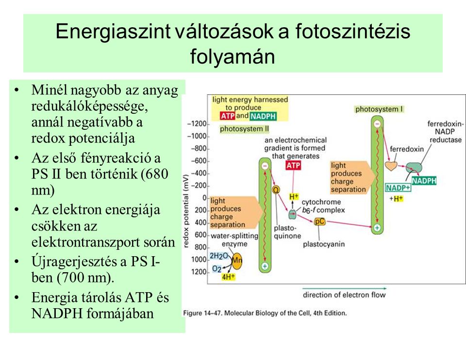 Energiaszint változások a fotoszintézis folyamán