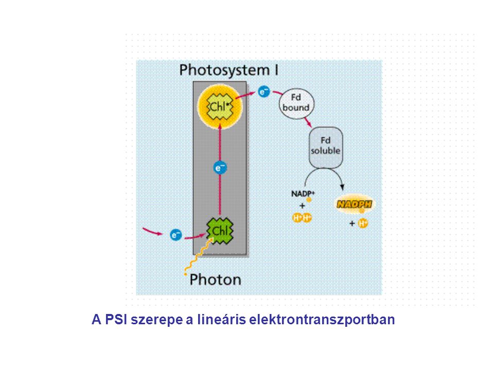 A PSI szerepe a lineáris elektrontranszportban