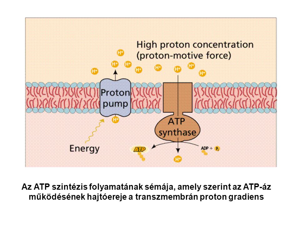 Az ATP szintézis folyamatának sémája, amely szerint az ATP-áz működésének hajtóereje a transzmembrán proton gradiens