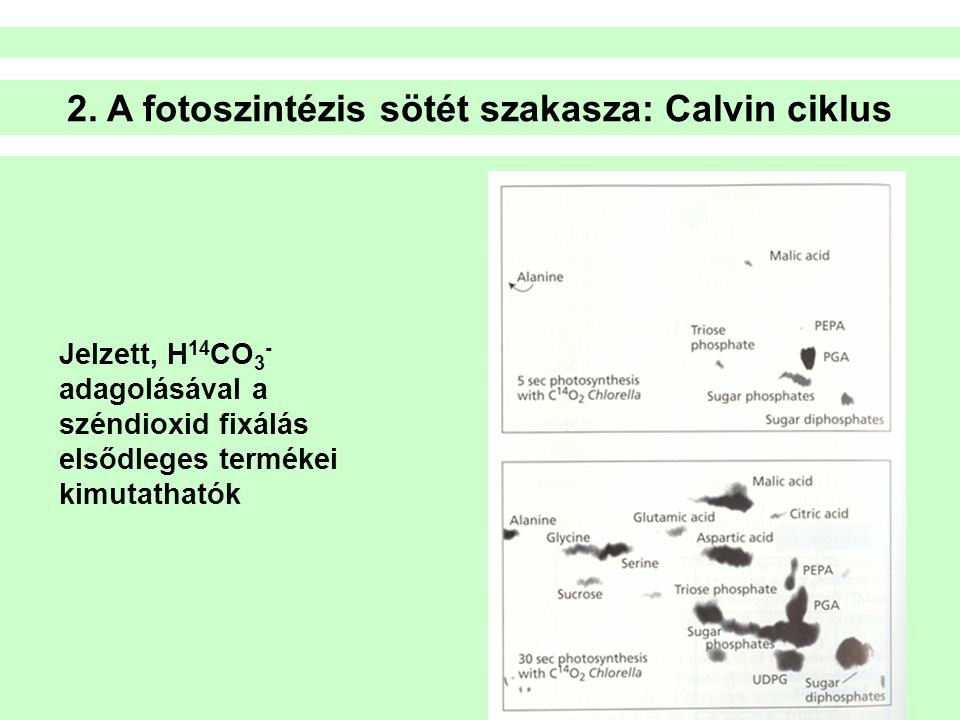 2. A fotoszintézis sötét szakasza: Calvin ciklus