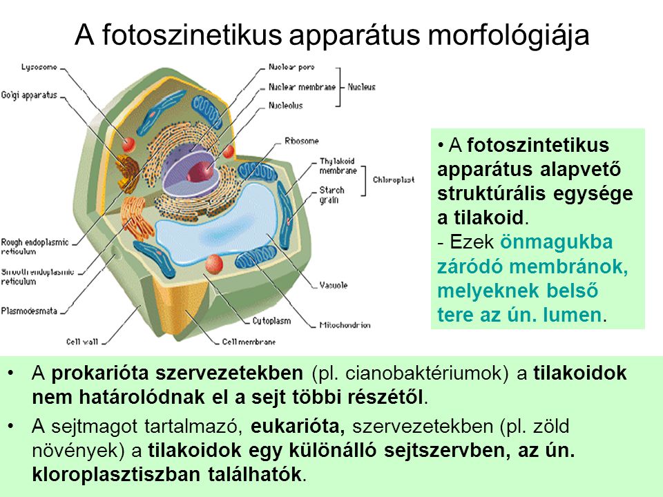 A fotoszinetikus apparátus morfológiája