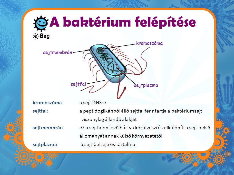 a baktériumok sejtszerkezete)