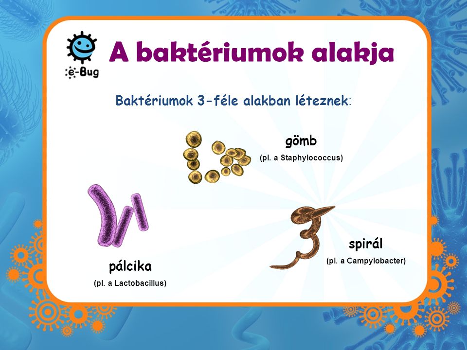 Baktériumok 3-féle alakban léteznek: