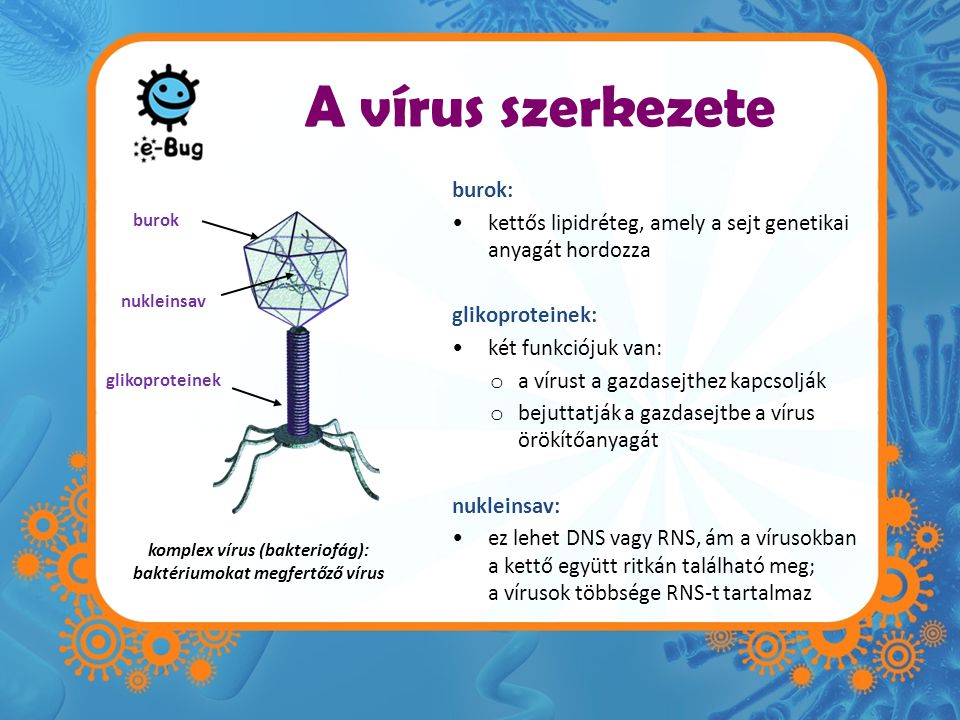 komplex vírus (bakteriofág): baktériumokat megfertőző vírus