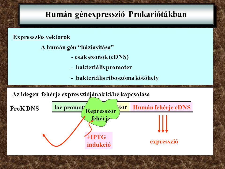 Humán génexpresszió Prokariótákban