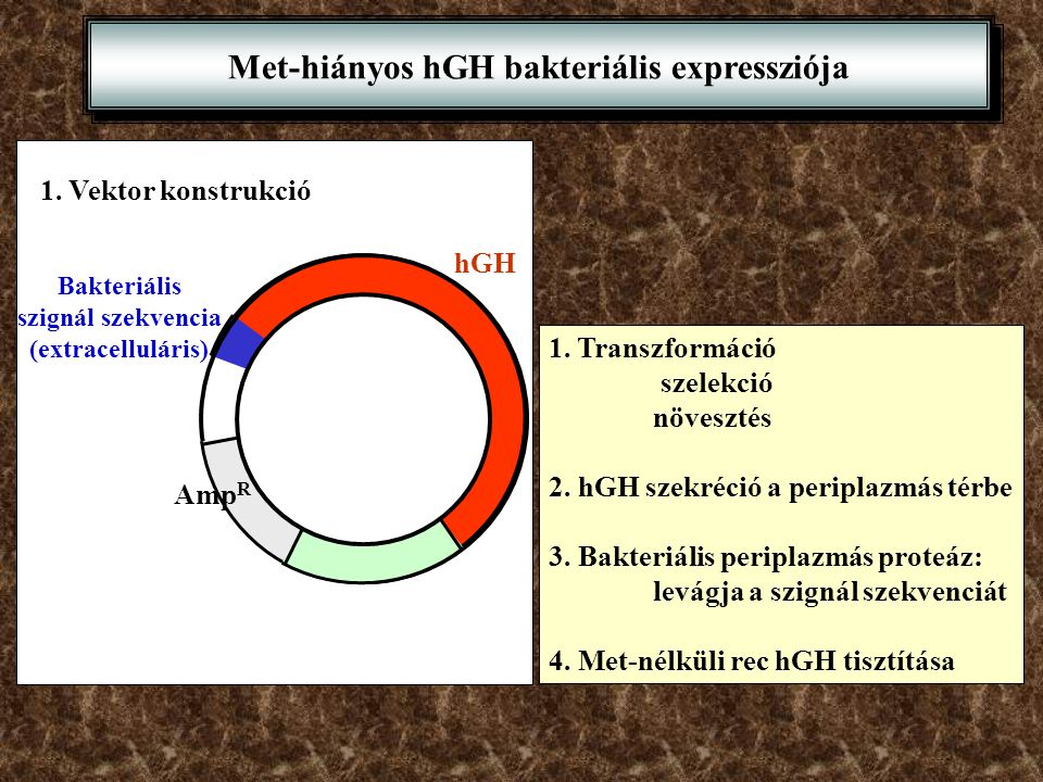Met-hiányos hGH bakteriális expressziója