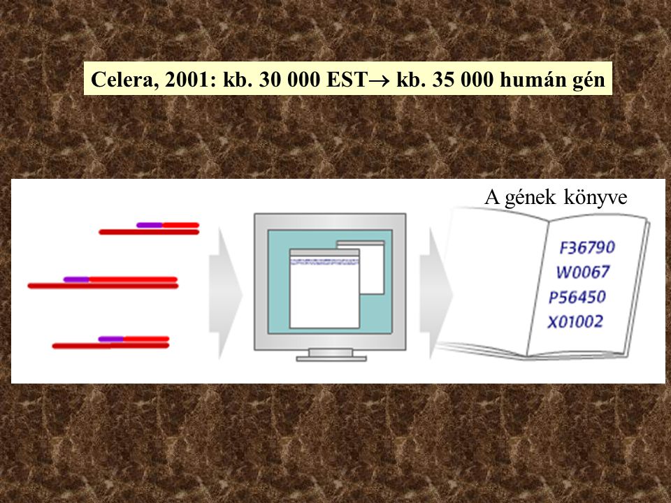 Celera, 2001: kb EST kb humán gén