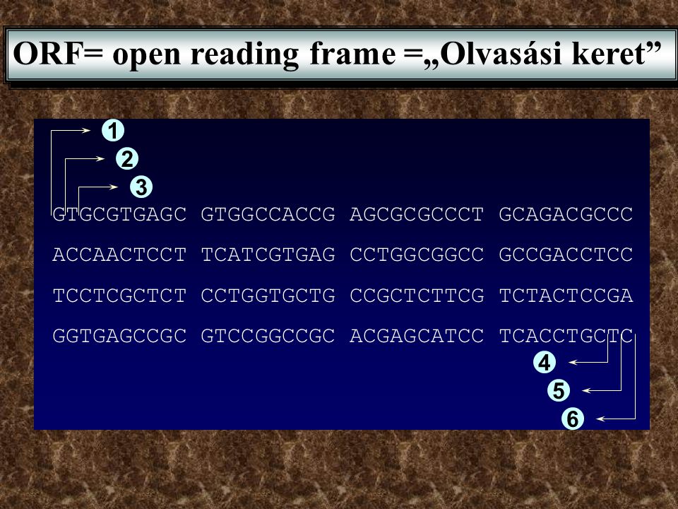 ORF= open reading frame =„Olvasási keret
