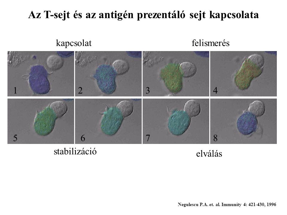 Az T-sejt és az antigén prezentáló sejt kapcsolata
