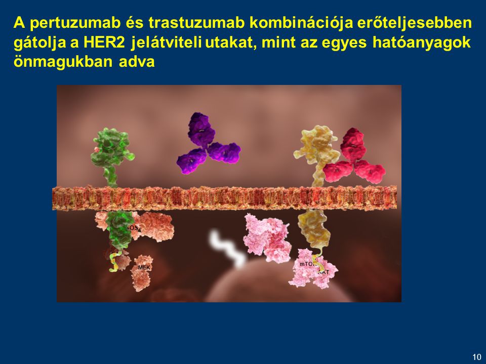 A pertuzumab és trastuzumab kombinációja erőteljesebben gátolja a HER2 jelátviteli utakat, mint az egyes hatóanyagok önmagukban adva