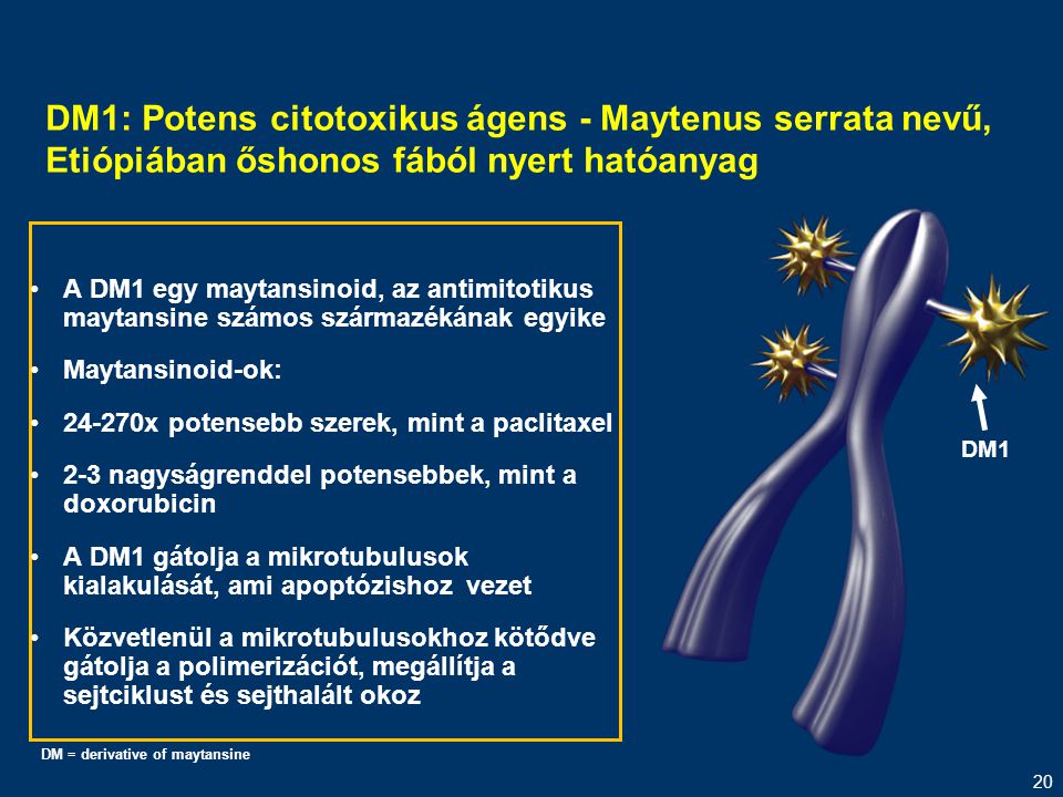 DM1: Potens citotoxikus ágens - Maytenus serrata nevű, Etiópiában őshonos fából nyert hatóanyag