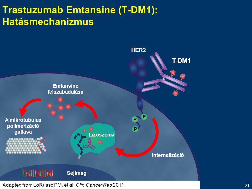 Trastuzumab Emtansine (T-DM1): Hatásmechanizmus