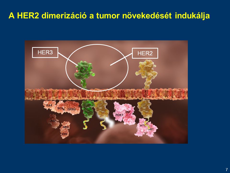 A HER2 dimerizáció a tumor növekedését indukálja