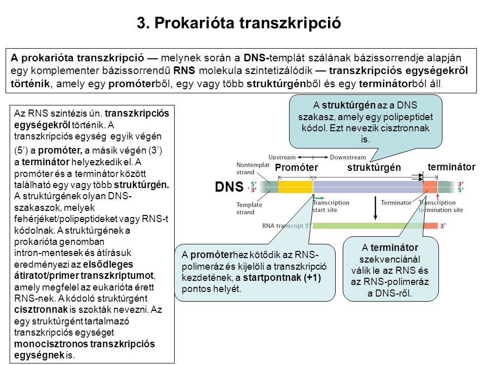 3. Prokarióta transzkripció