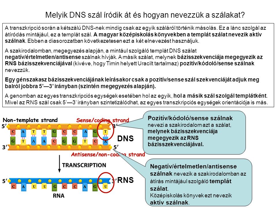 Melyik DNS szál íródik át és hogyan nevezzük a szálakat
