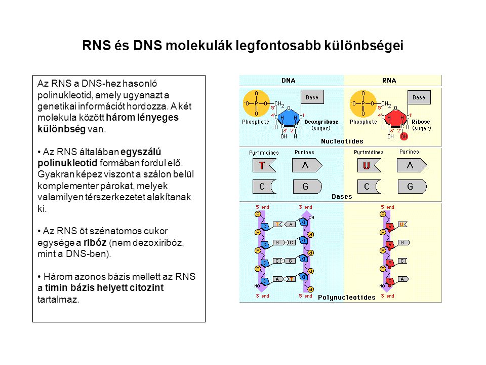 RNS és DNS molekulák legfontosabb különbségei