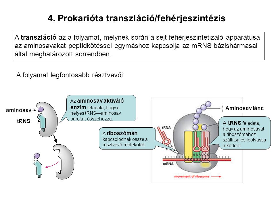 4. Prokarióta transzláció/fehérjeszintézis