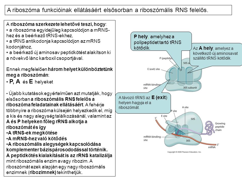 A riboszóma funkcióinak ellátásáért elsősorban a riboszómális RNS felelős.