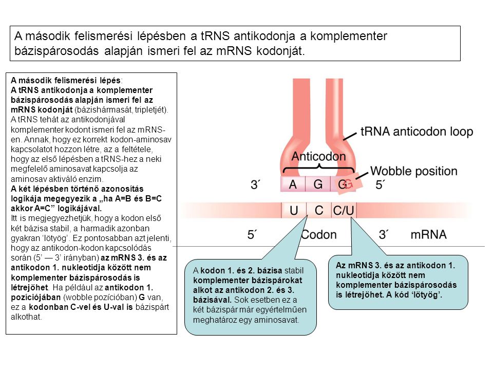 A második felismerési lépésben a tRNS antikodonja a komplementer bázispárosodás alapján ismeri fel az mRNS kodonját.